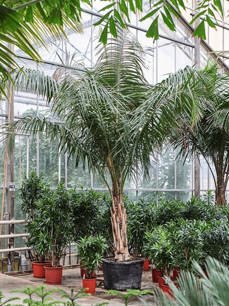 Syagrus schizophylla