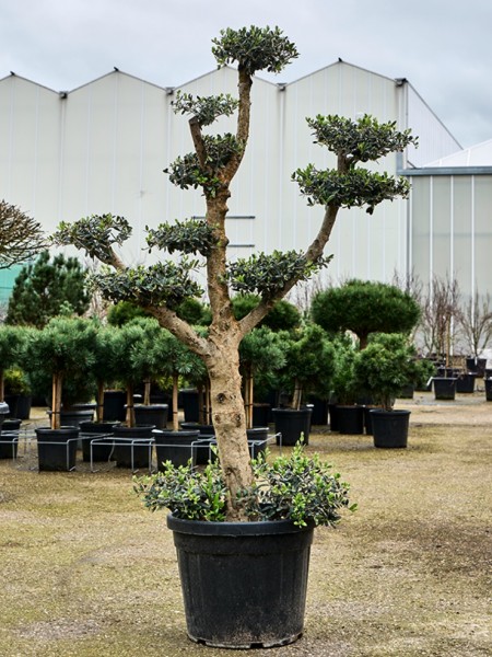 Olea europaea - Bonsai Olivenbaum multi krone