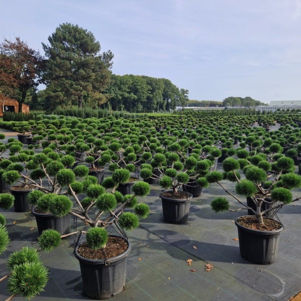 Pinus nigra Brepo Bonsai - Schwarze Kiefer