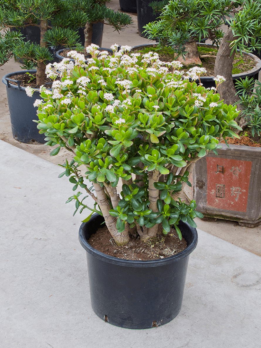 Crassula ovata 90 cm - Geldbaum | Terrapalme Heim- und Gartenshop