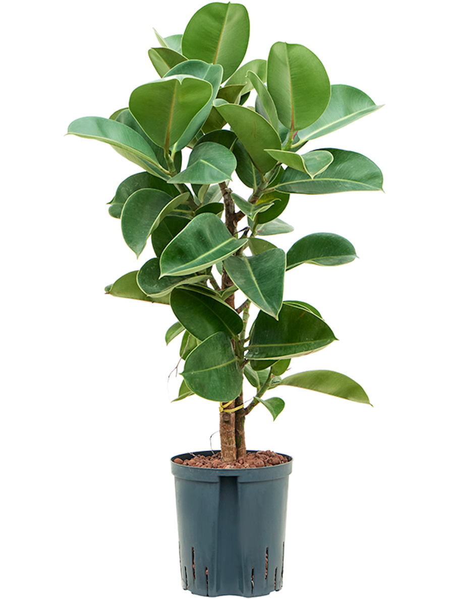 Ficus elastica Cloe Multistamm Gummibaum Terrapalme Heim und