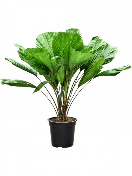 Licuala grandis - 3er Stamm Strahlenpalme