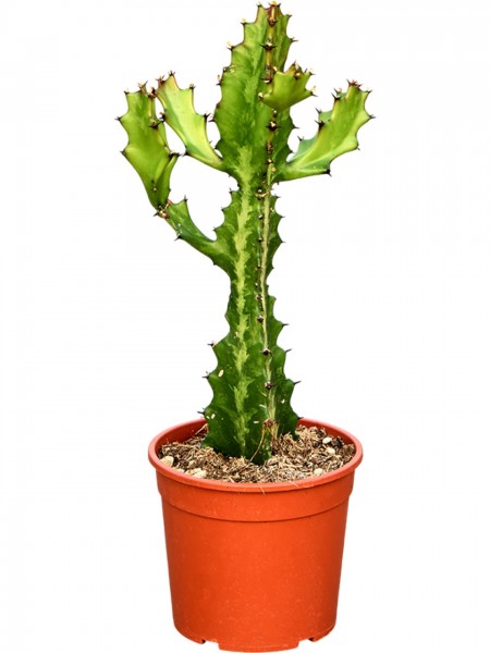 Euphorbia lactea verzweigt