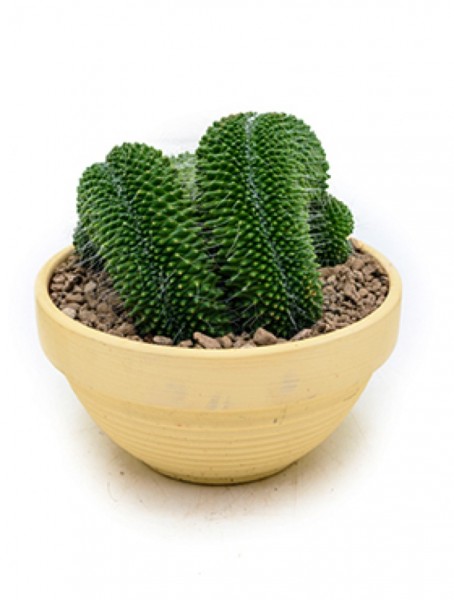 Mammillaria geminispina crestata