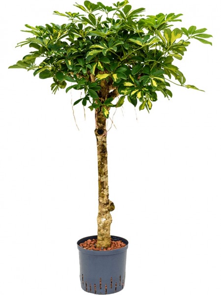 Schefflera arboricola - Gold Capella