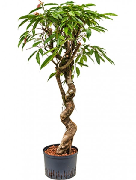 Ficus amstel king - Stamm cork
