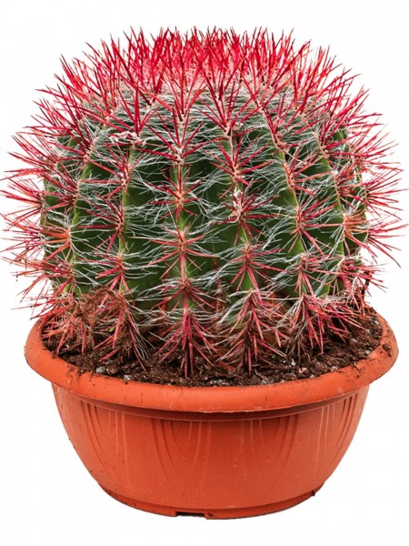 Ferocactus stainesii Kugel