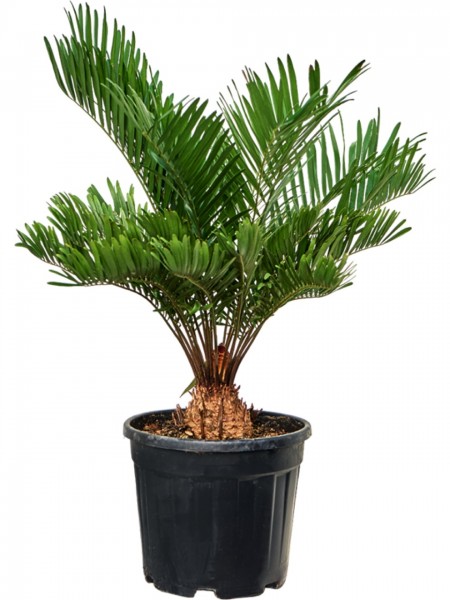 Zamia flordana - Florida Pfeilwurz