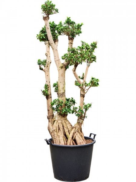 Ficus microcarpa compacta - Bonsai