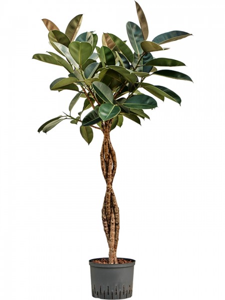 Ficus elastica burgundy - Stamm geflochten