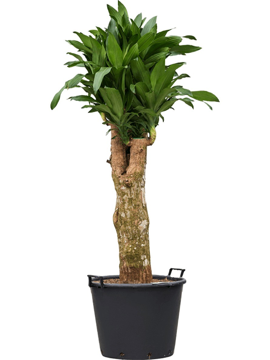 Dracaena steudneri iron verzweigt | Terrapalme Heim- und Gartenshop