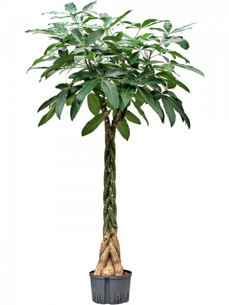 Pachira aquatica - Wasser Kakao Stamm geflochten