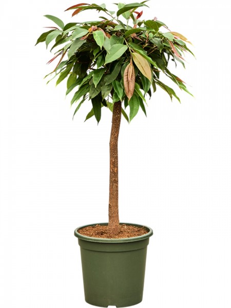 Ficus benghalensis audrey - Banyan Feigenbaum 120 cm