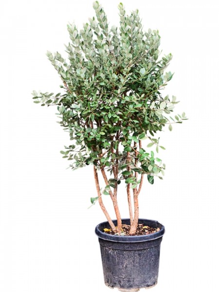 Acca sellowiana verzweigt - Ananasguave