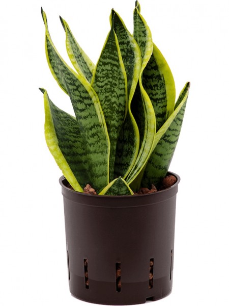 Sansevieria futura superba