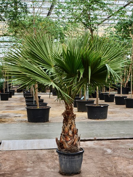 Washingtonia robusta 250 cm - Mexikanische Strahlenpalme