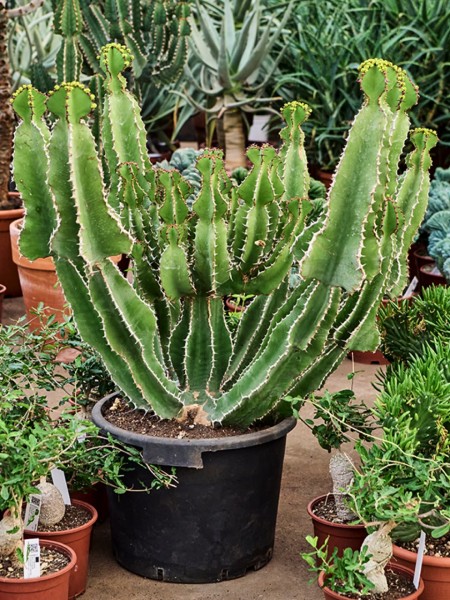 Euphorbia fortissima 120cm