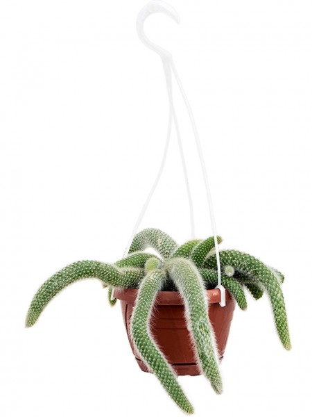 Cleistocactus colademononis