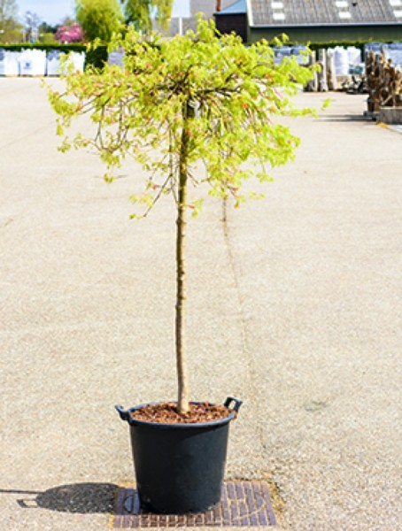 Acer palmatum diss. green lace