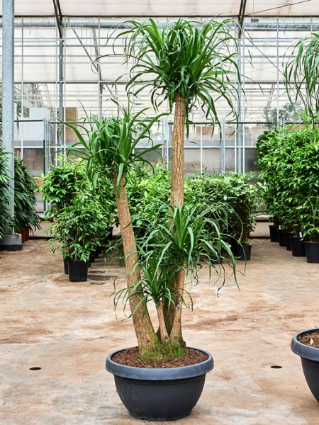 Beaucarnea recurvata verzweigt 190 cm