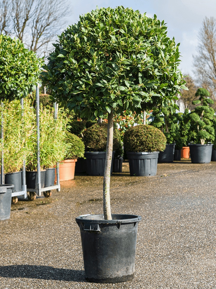 Laurus nobilis - Lorbeerbaum | Terrapalme Heim- und Gartenshop