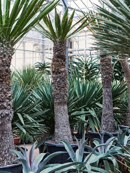 Yucca carnerosana - Spanisches Bajonett Palmlilie