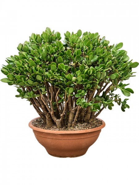 Crassula ovata 50 cm