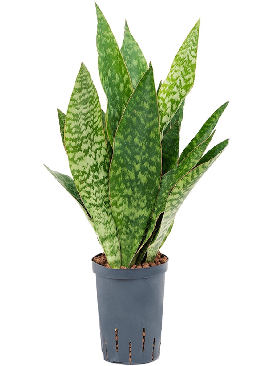 Sansevieria masoniana dragon | Terrapalme Heim- und Gartenshop