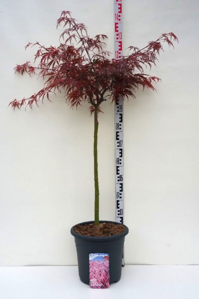 Acer palmatum tamukeyama