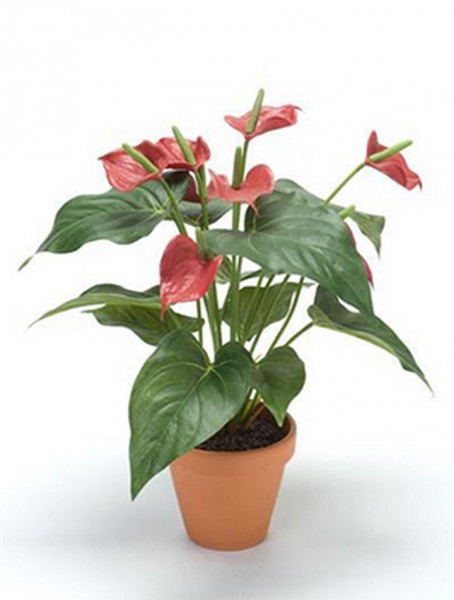 Anturium rot 40 cm | Kunstpflanze mit Topf