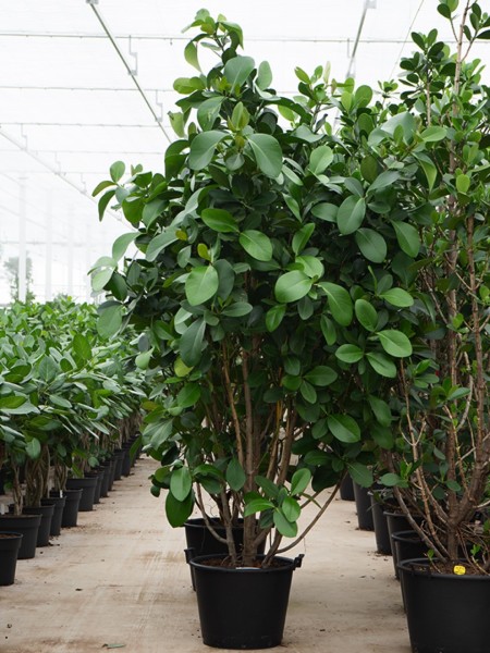 Clusia rosea green magic verzweig