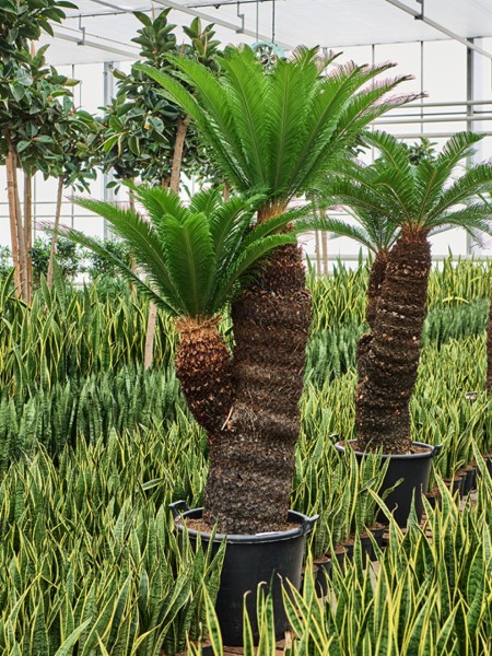 Cycas revoluta 220 cm - 2er Stamm