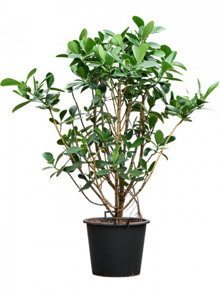 Clusia rosea 200 cm - Balsamapfelbusch