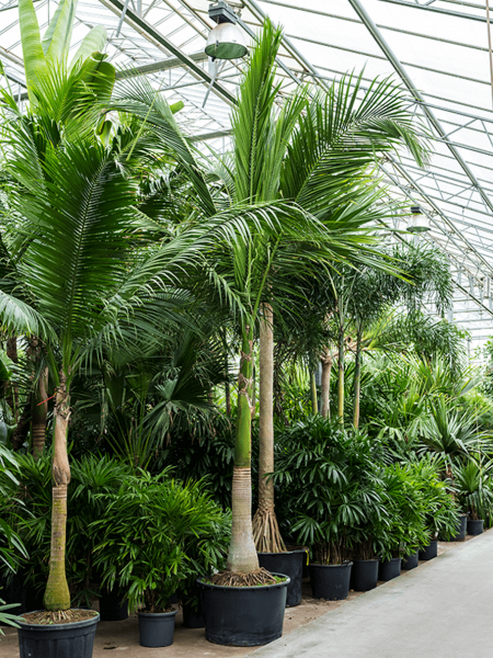 Satakentia liukivensis - Samuraipalme