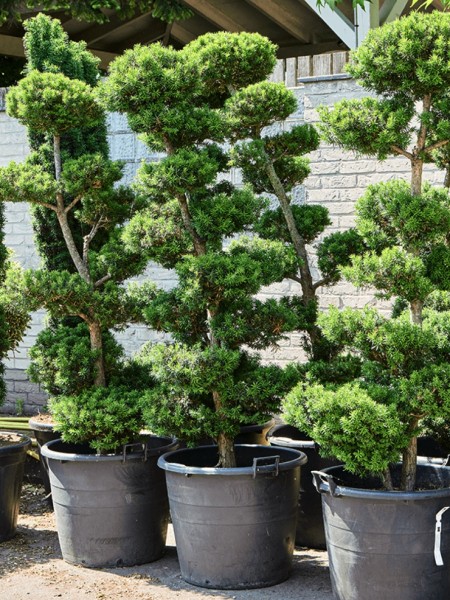 Taxus baccata - Multi Krone