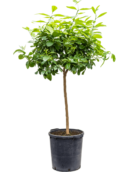 Citrus lemon - Zitronenbaum