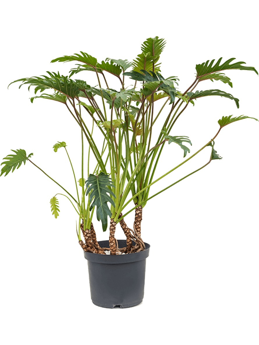 Philodendron xanadu | Terrapalme Heim- und Gartenshop