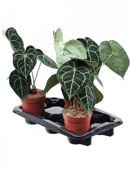 Anthurium clarinervium 35 cm - 3er Tray