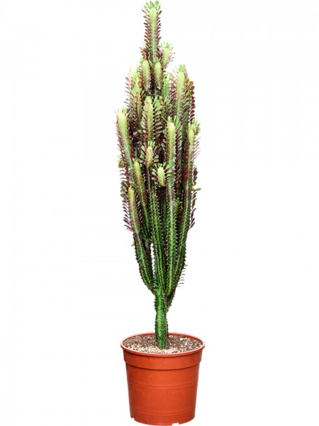 Euphorbia trigona rubra verzweigt