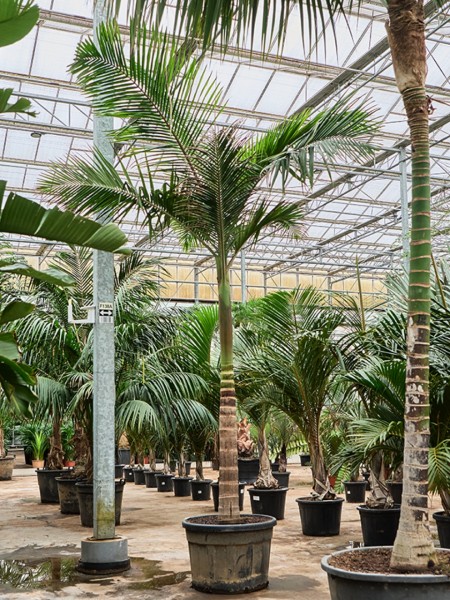 Archontophoenix alexandrae - Australische Feuerpalme 450 cm