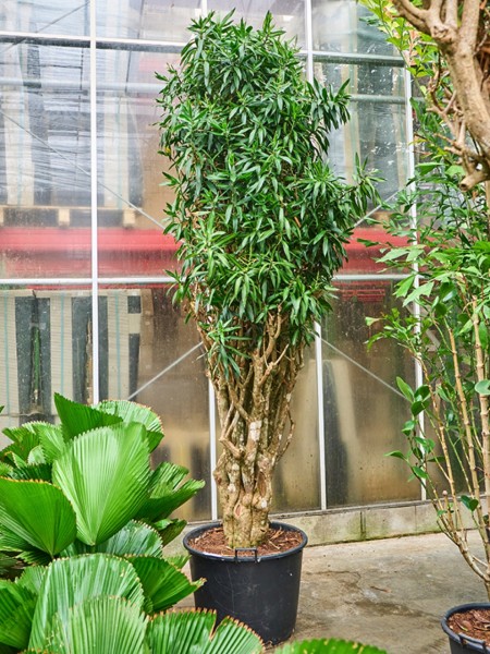 Pleomele song of jamaica 300 cm