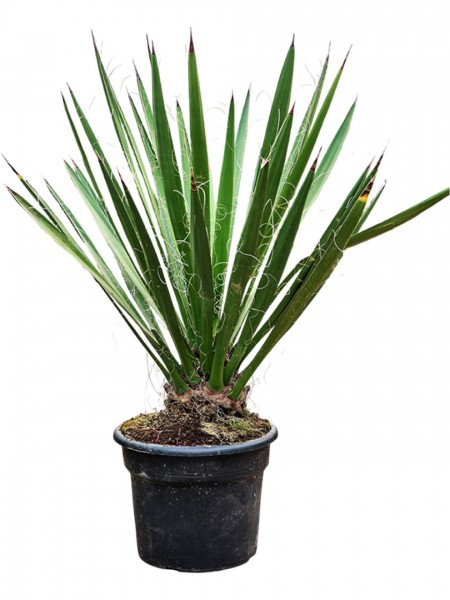 Yucca faxoniana - Faxons Yucca 120cm