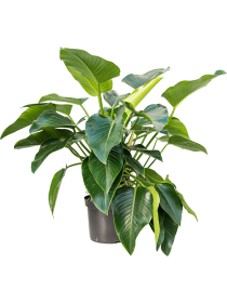 Philodendron green beauty | Terrapalme Heim- und Gartenshop