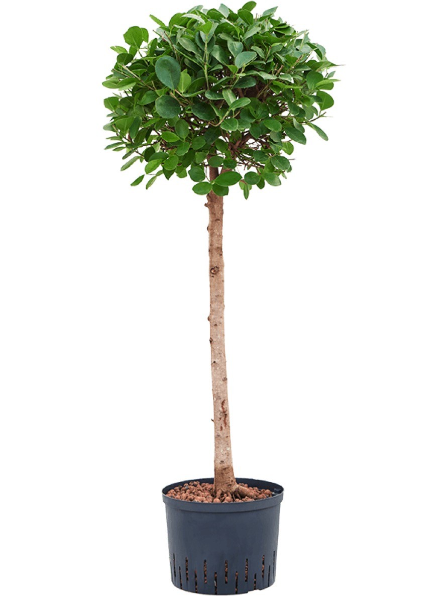 monstera stanowisko Monstera Deliciosa with Metal Self Watering Pot – Kyari.co main image 0