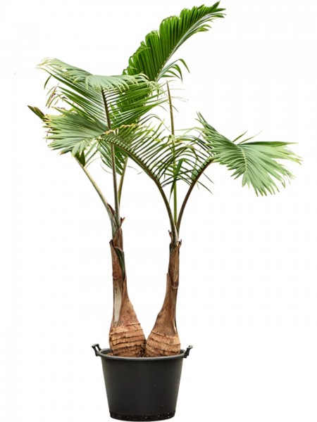 Hyophorbe lagenicaulis 290cm - 2er Stamm