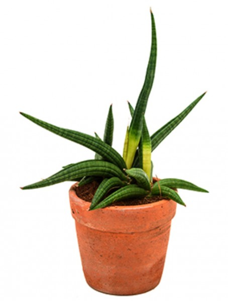 Sansevieria zoe