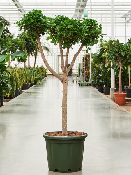 Ficus microcarpa moclame - Stamm multikrone