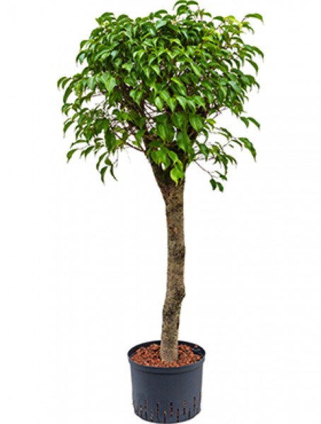 Ficus benjamina - Birkenfeige