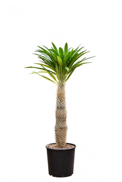 Pachypodium lamerei - Madagascar Palme
