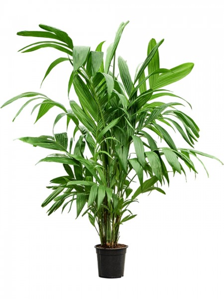 Areca triandra busch - Triandra Palme